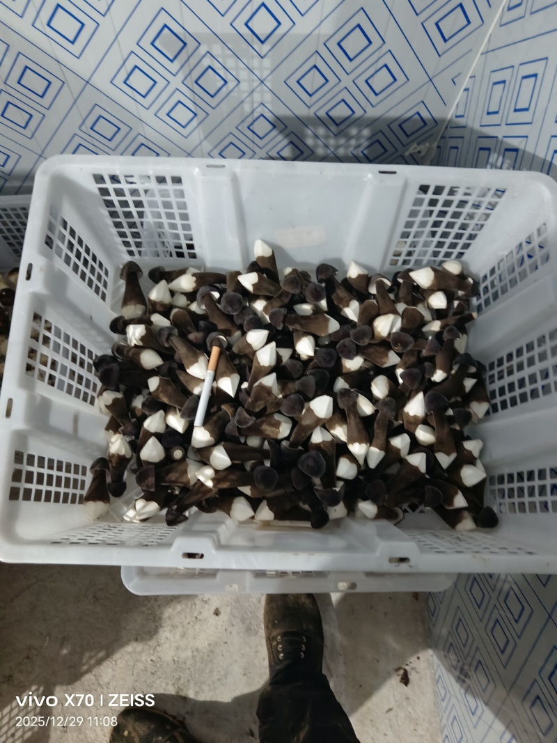 新鲜出炉，黑皮鸡枞菌，需要的联系我
