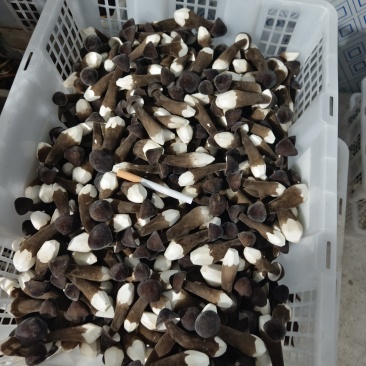 新鲜出炉，黑皮鸡枞菌，需要的联系我