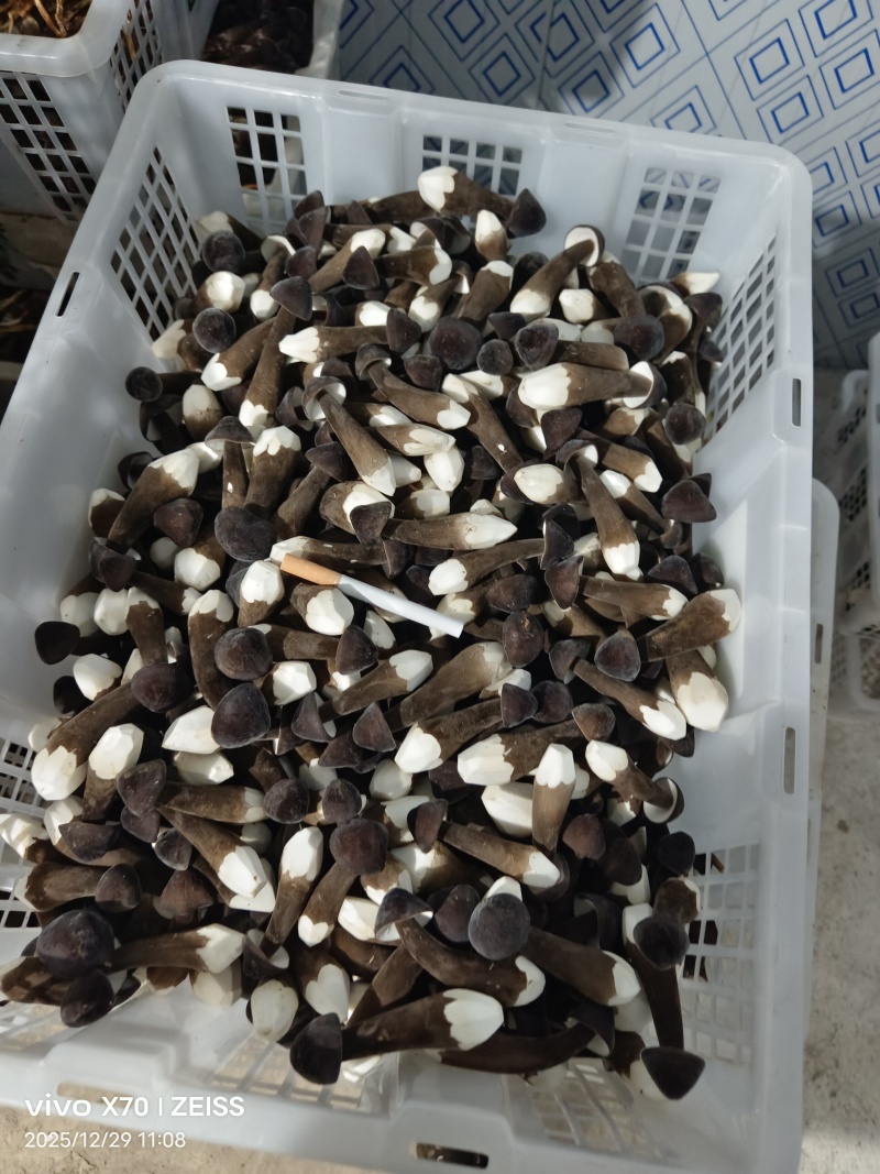 新鲜出炉，黑皮鸡枞菌，需要的联系我