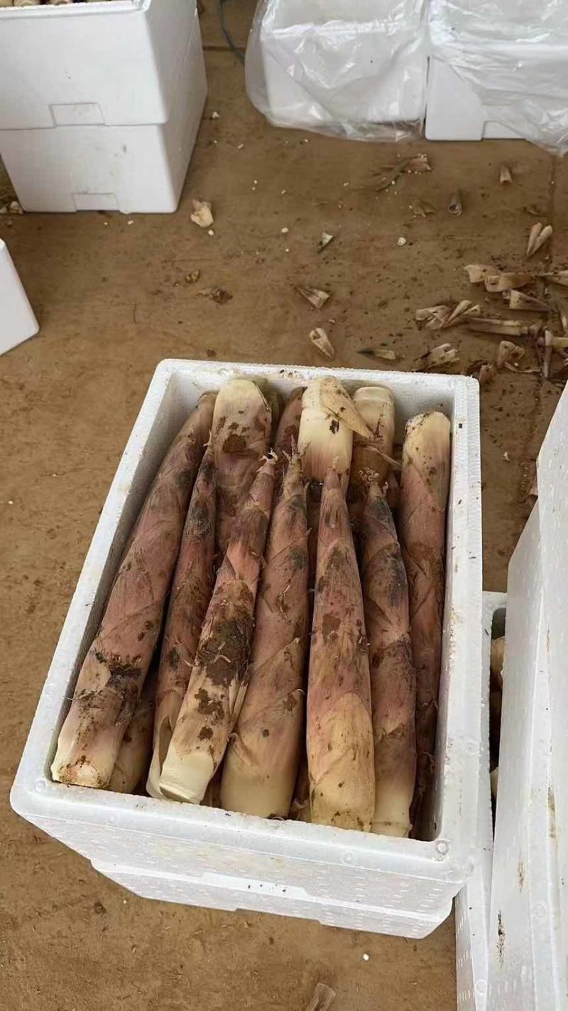 雷竹笋精品