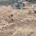 云南各类生姜