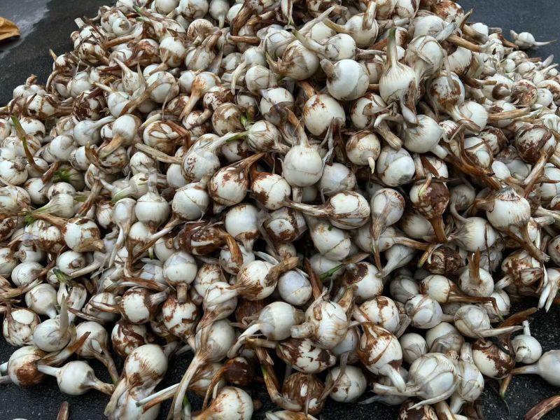 台山特产沙冲莳菇