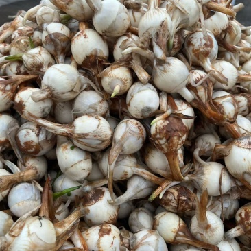 台山特产沙冲莳菇