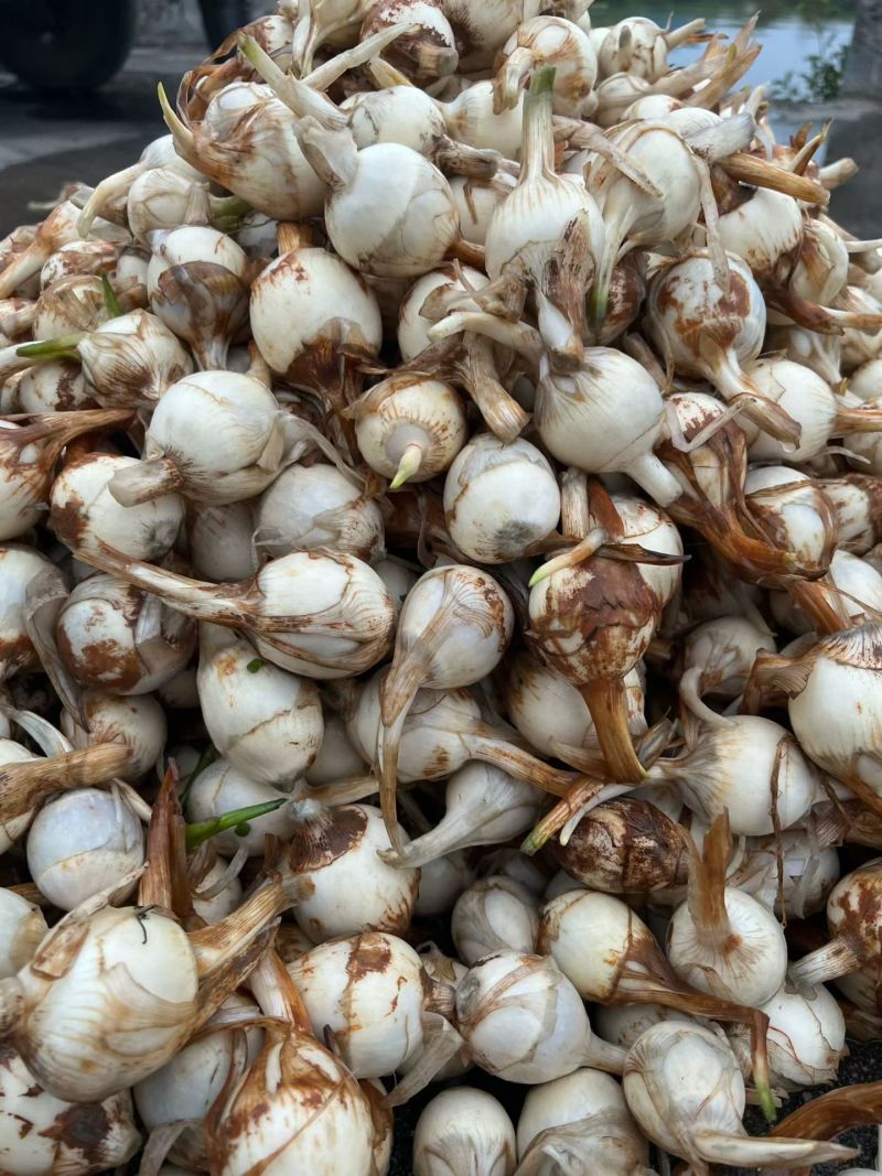台山特产沙冲莳菇