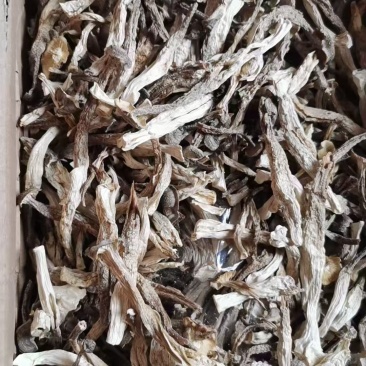鹿茸菇