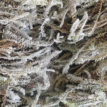 #纯野生的白毛鹿茸草
