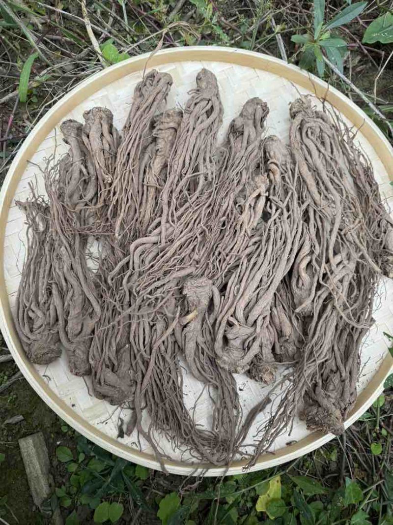 当归新鲜上市量大从优随时有货欢迎电话咨询