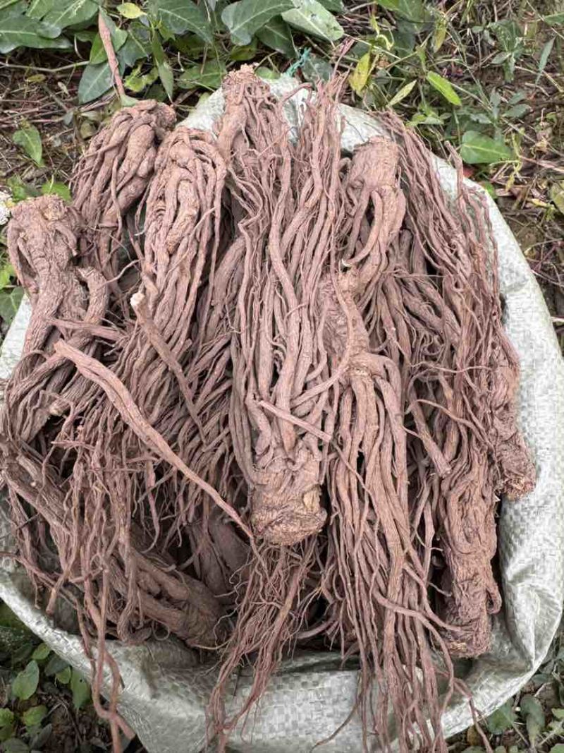 当归新鲜上市量大从优随时有货欢迎电话咨询
