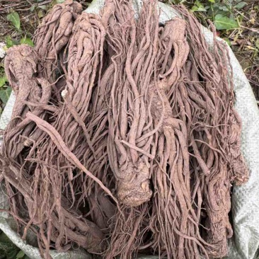 当归新鲜上市量大从优随时有货欢迎电话咨询
