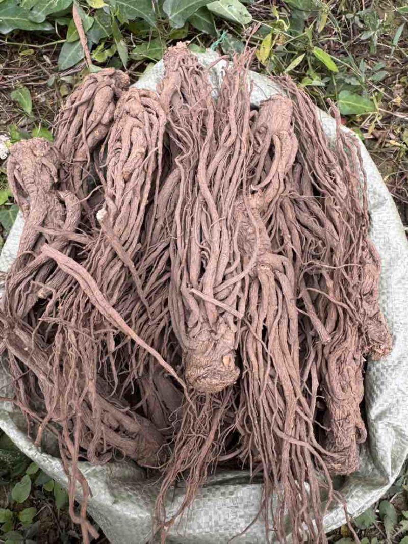 当归新鲜上市量大从优随时有货欢迎电话咨询