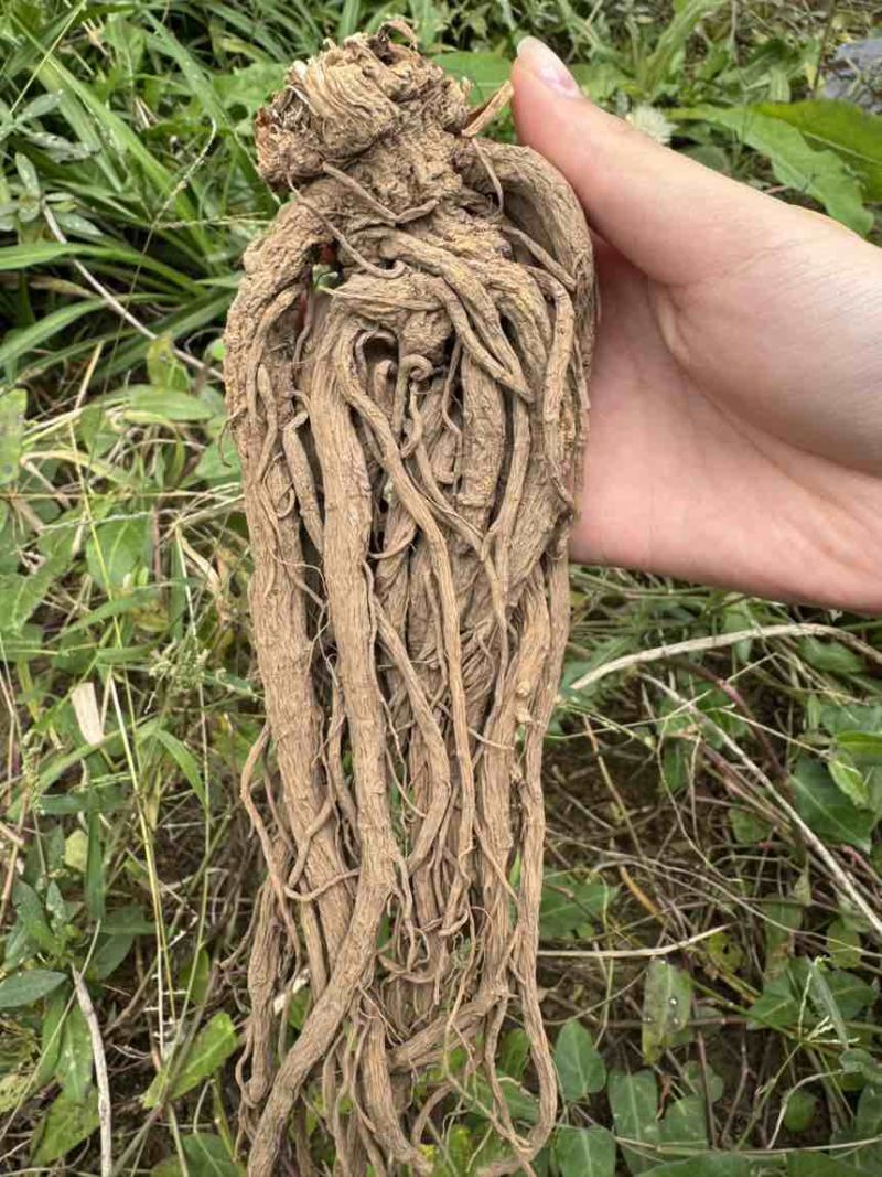 当归新鲜上市量大从优随时有货欢迎电话咨询
