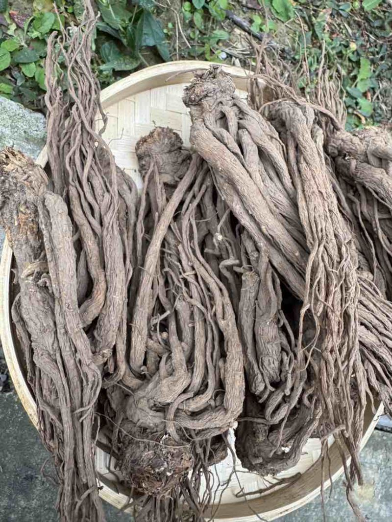 当归新鲜上市量大从优随时有货欢迎电话咨询