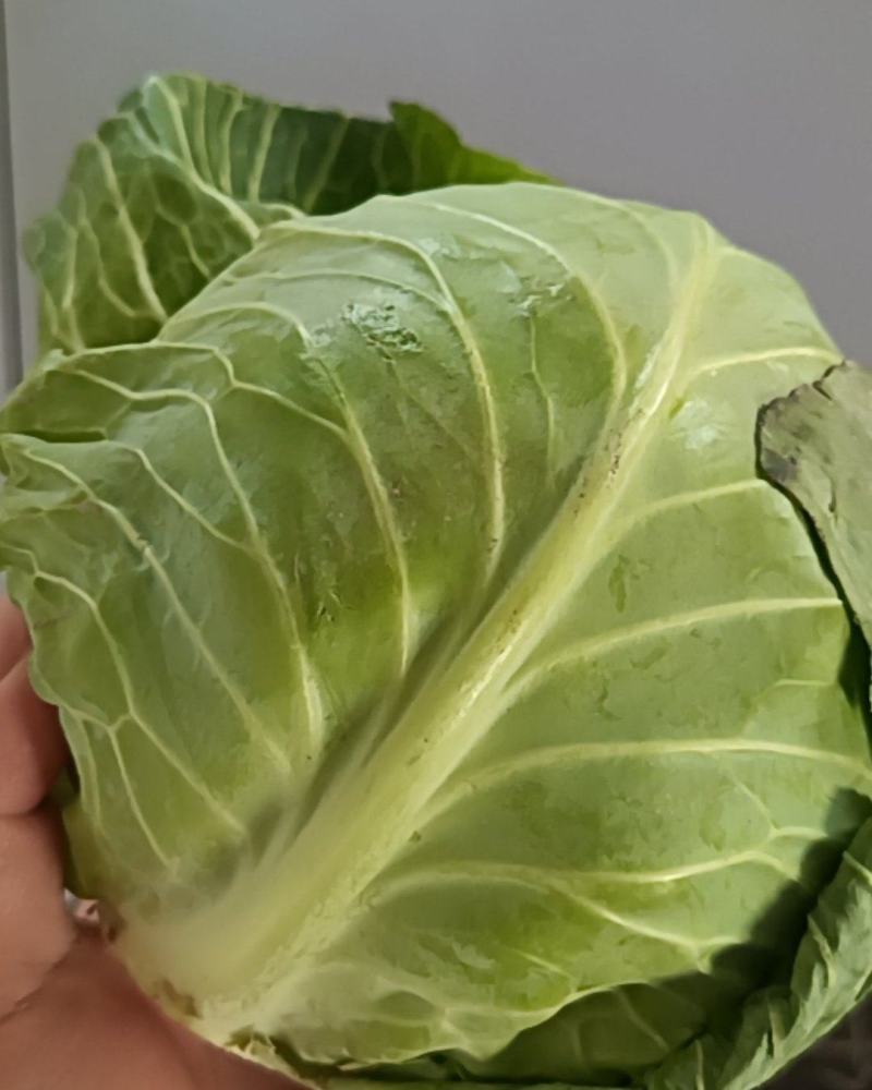 绿甘蓝
