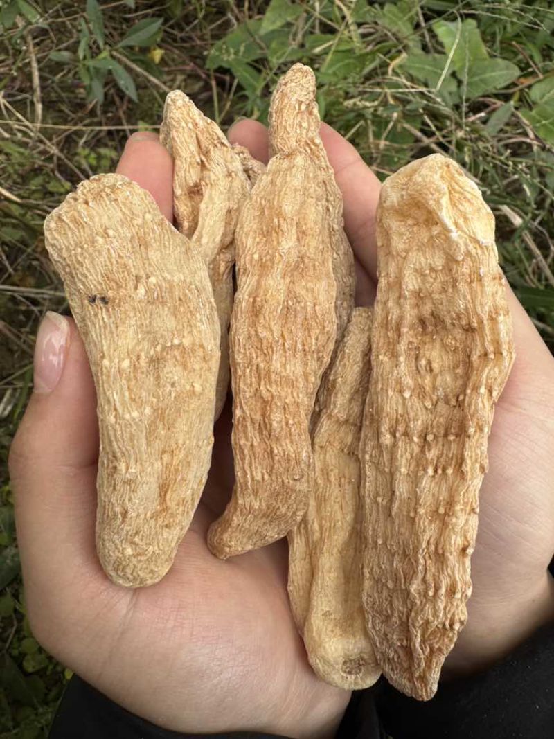 天麻精品