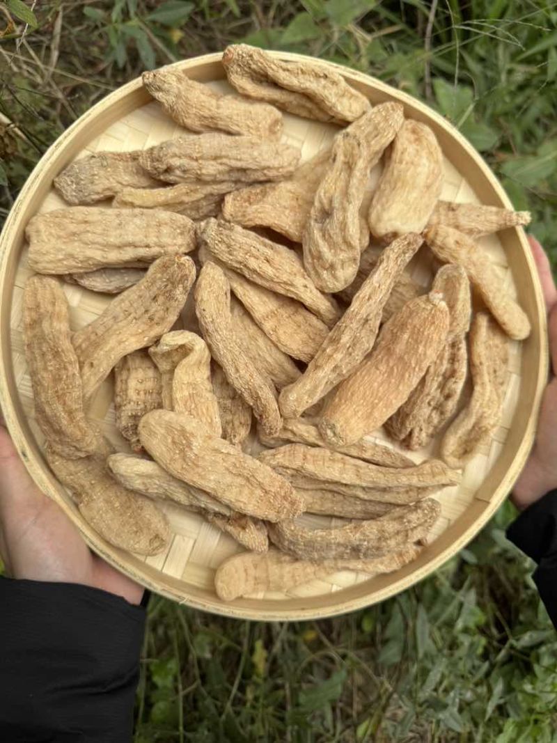 天麻精品