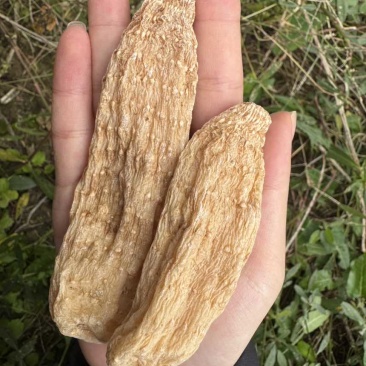 天麻精品