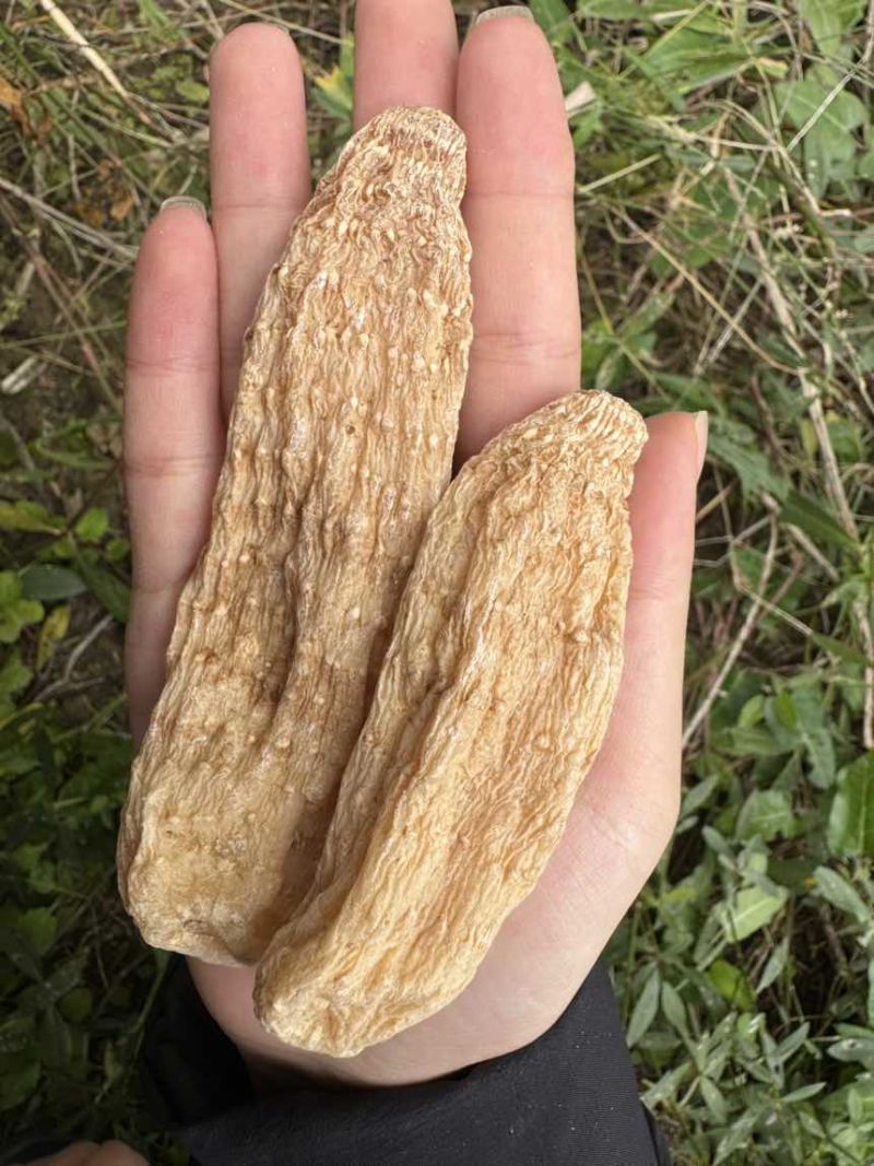 天麻精品