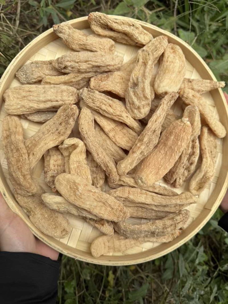 天麻精品