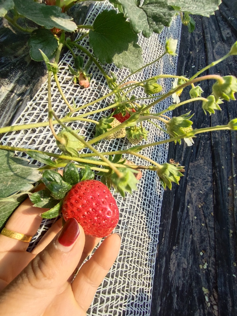 自己种的草莓