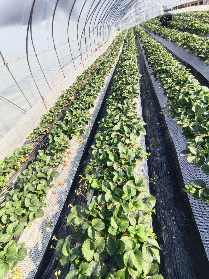 自己种的草莓