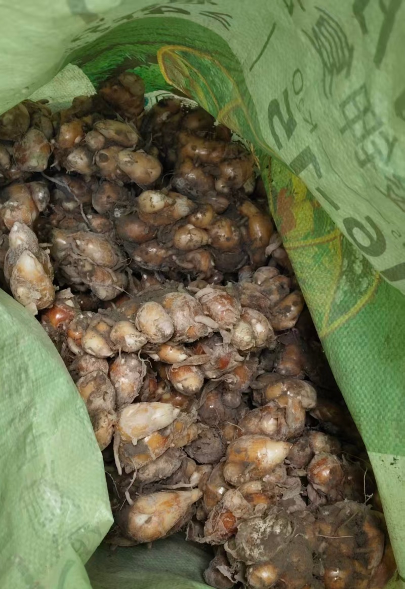 新鲜刚挖的沙姜