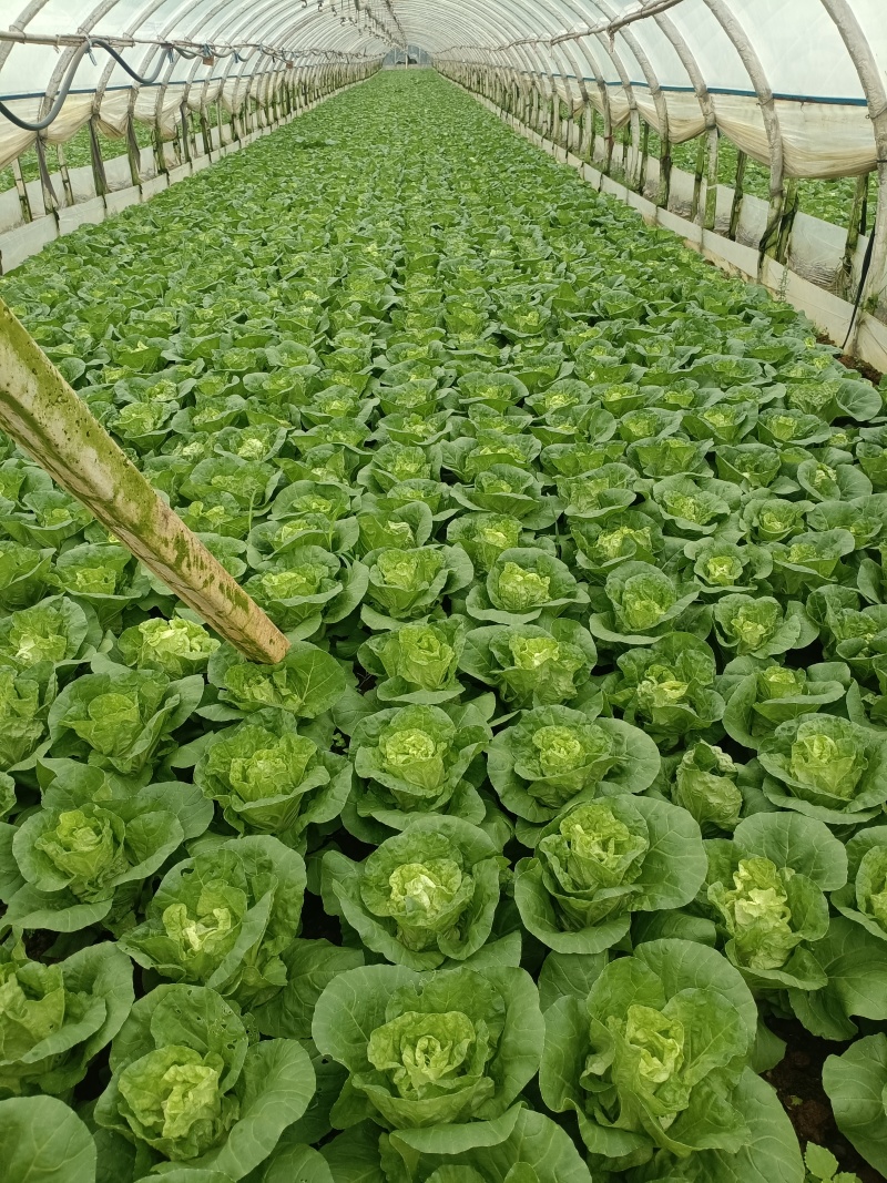 黄白