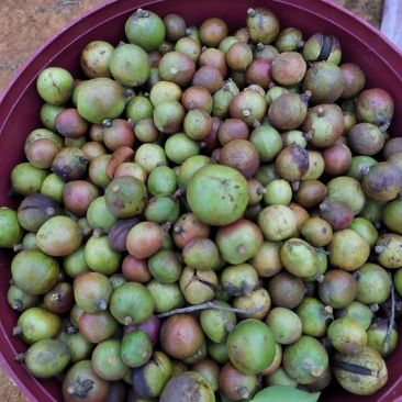 自家老品种小籽野生茶油，需要的联系***********