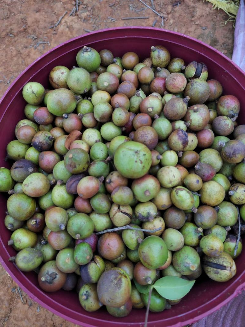 自家老品种小籽野生茶油，需要的联系***********