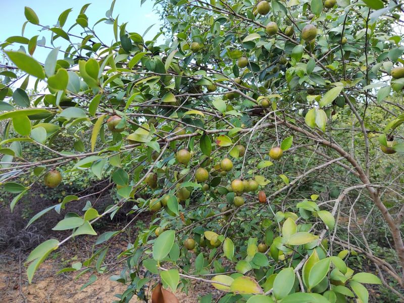 自家老品种小籽野生茶油，需要的联系***********
