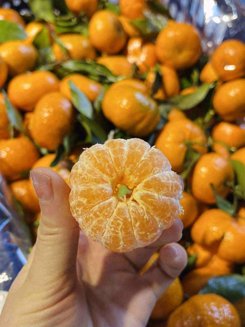 砂糖橘