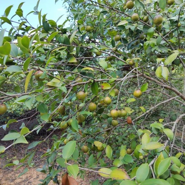 老树小品种山茶油！