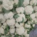 四川精品松花大量上市