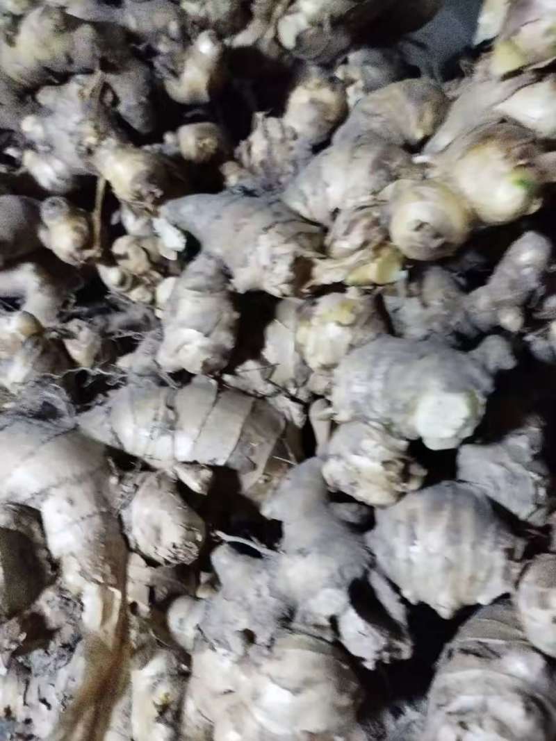 自家种的生姜🫚泥姜