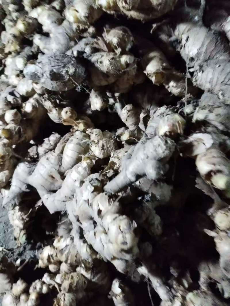 自家种的生姜🫚泥姜