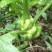 四川资阳新鲜榨菜头