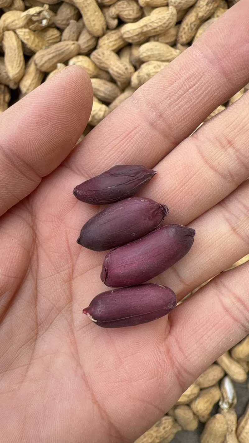 精选黑花生