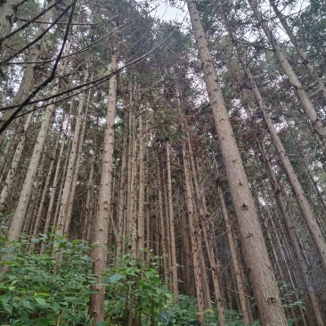 杉树原木