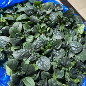 常熟露天趴地小菠菜