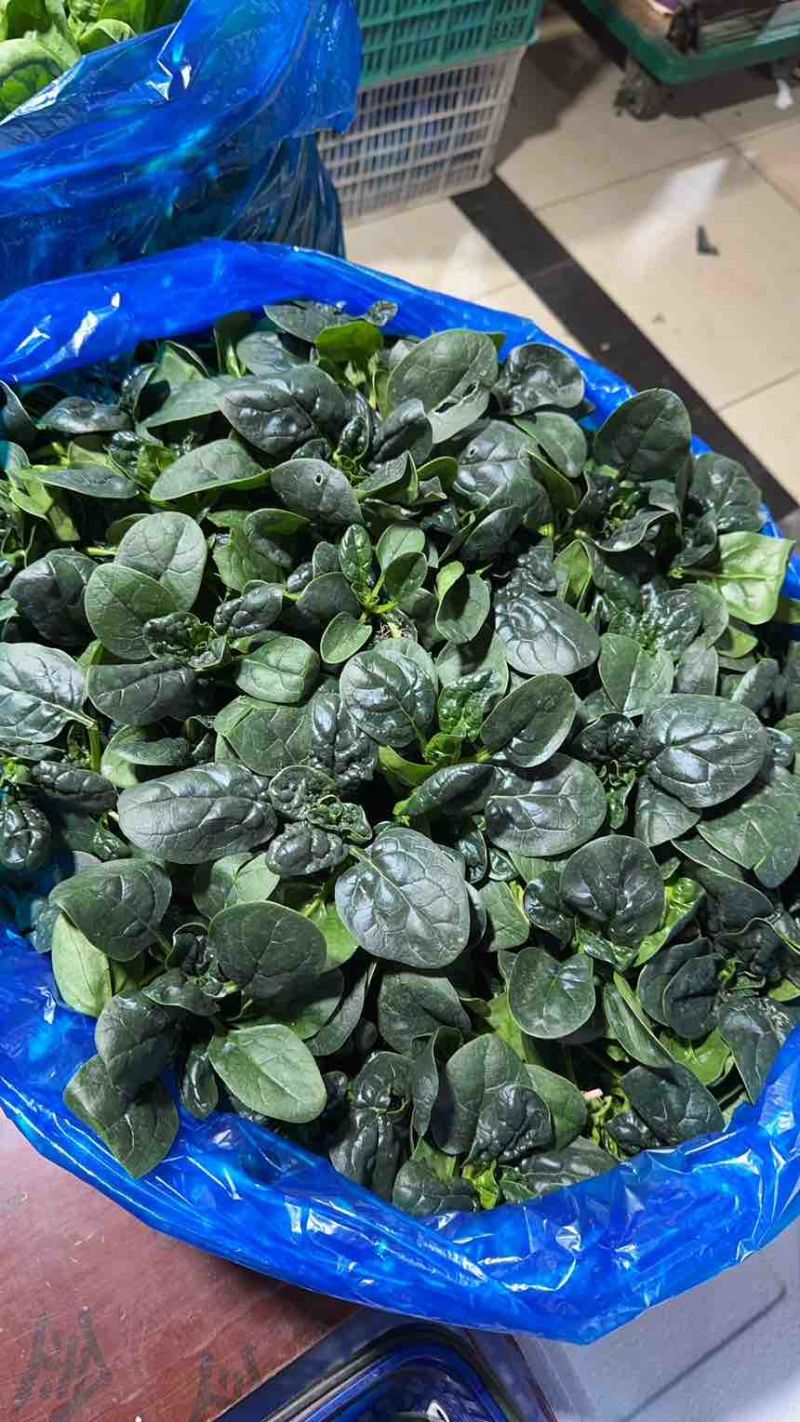 常熟露天趴地小菠菜
