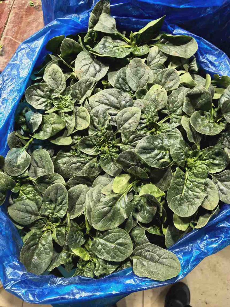 常熟露天趴地小菠菜