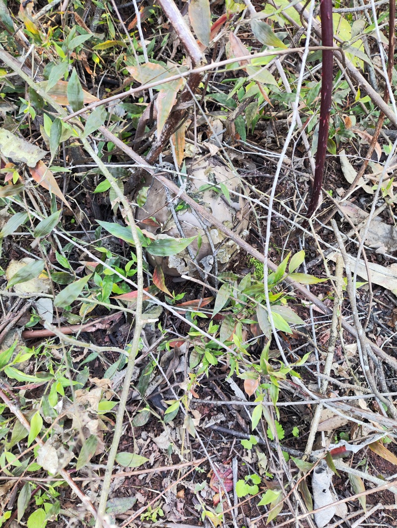 野生灵芝野生马粪包这两天现采的
