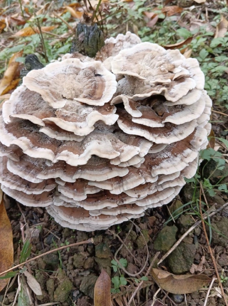 野生灵芝野生马粪包这两天现采的