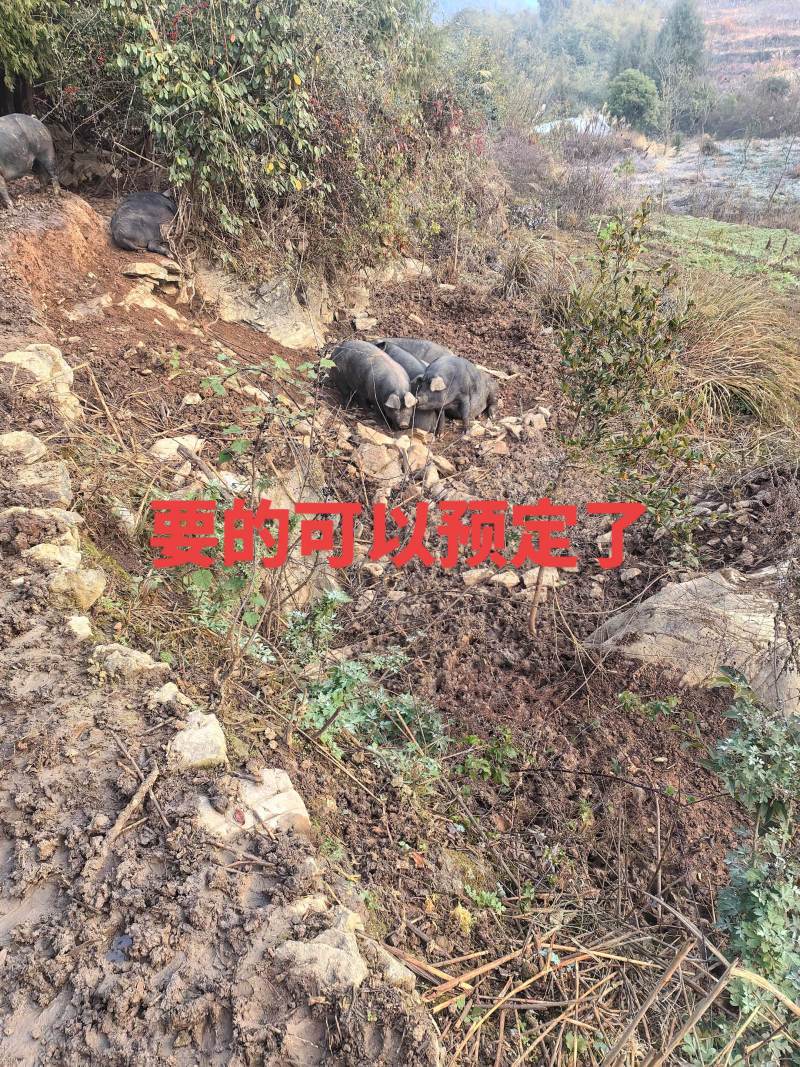 散养黑猪