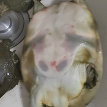 河北邢台溪水甲鱼