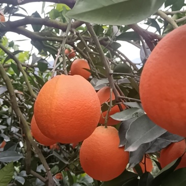 重庆奉节脐橙