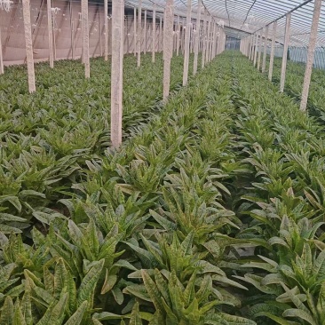 兰陵县红香叶莴笋