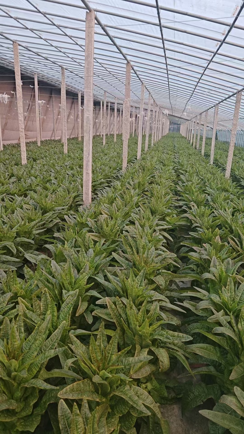 兰陵县红香叶莴笋