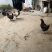 农村自家散养土鸡，吃自家产的粮食、吃自家菜地里种的蔬菜。