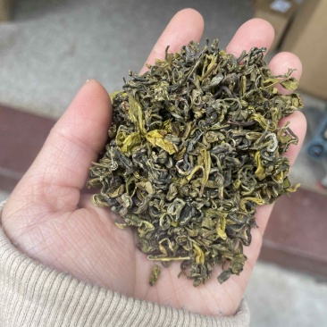 黄金芽