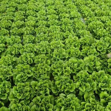 意大利生菜